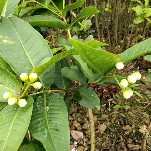 黑金刚莲雾苗