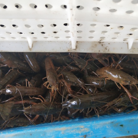 沭阳县 需要虾苗的可以关注我技术指导