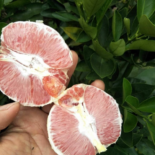 荔浦市红肉脐橙苗 果苗