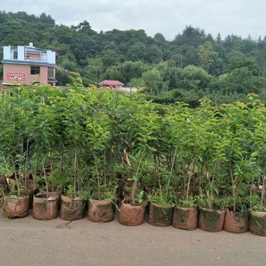 安宁市玛瑙红樱桃树苗 玛瑙红樱桃杯苗
