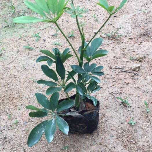 鴨腳木5斤袋
