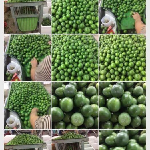 金平县 越南青柠檬，需要的联系我，
