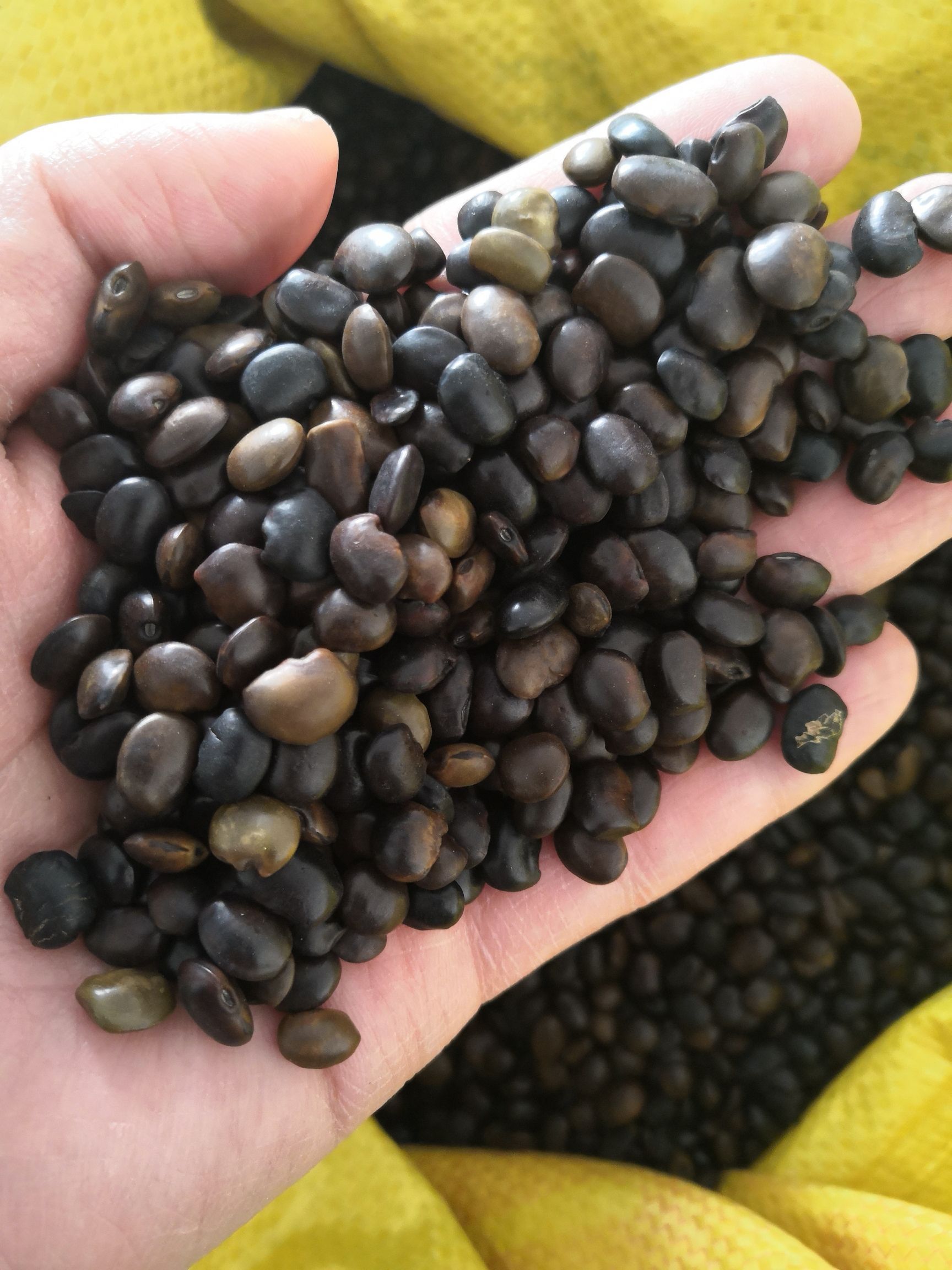 安國市國槐種子 當年新貨 發芽率95%以上 量大優惠