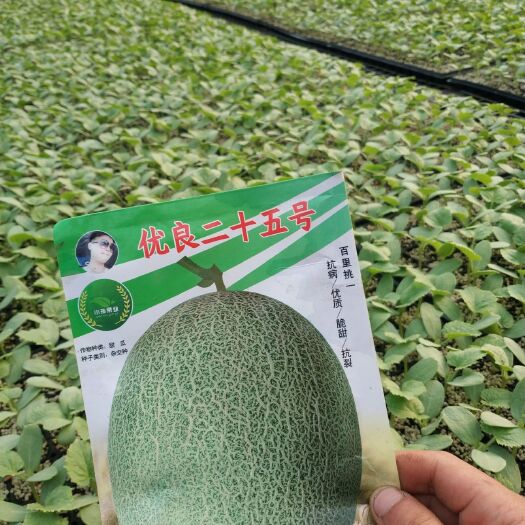 寿光市哈密瓜苗 因为专注，所以专业