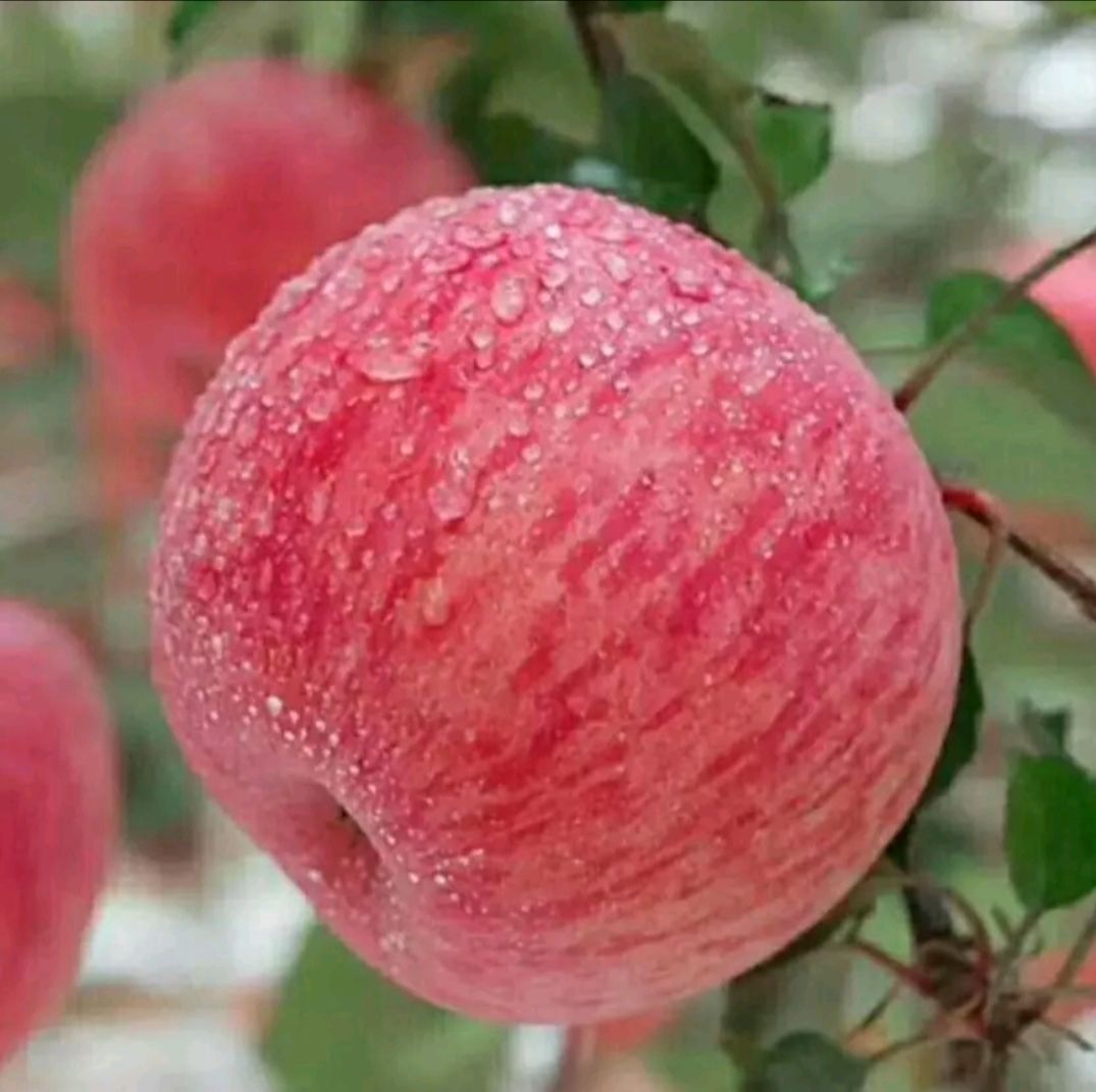 红富士苹果  红富士的苹果（十斤带箱）