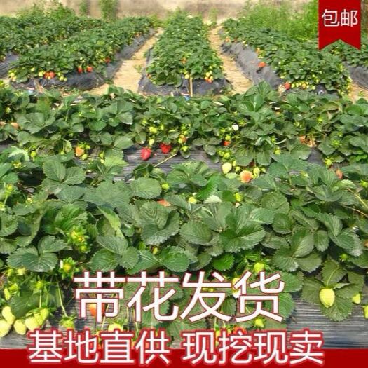 平邑县莓宝草莓苗 四季奶油大草莓