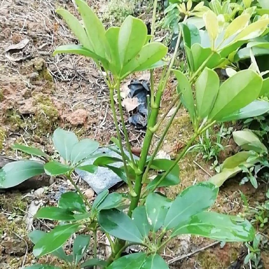 漳浦县 鸭脚木七斤袋