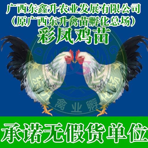南宁 彩凤鸡苗