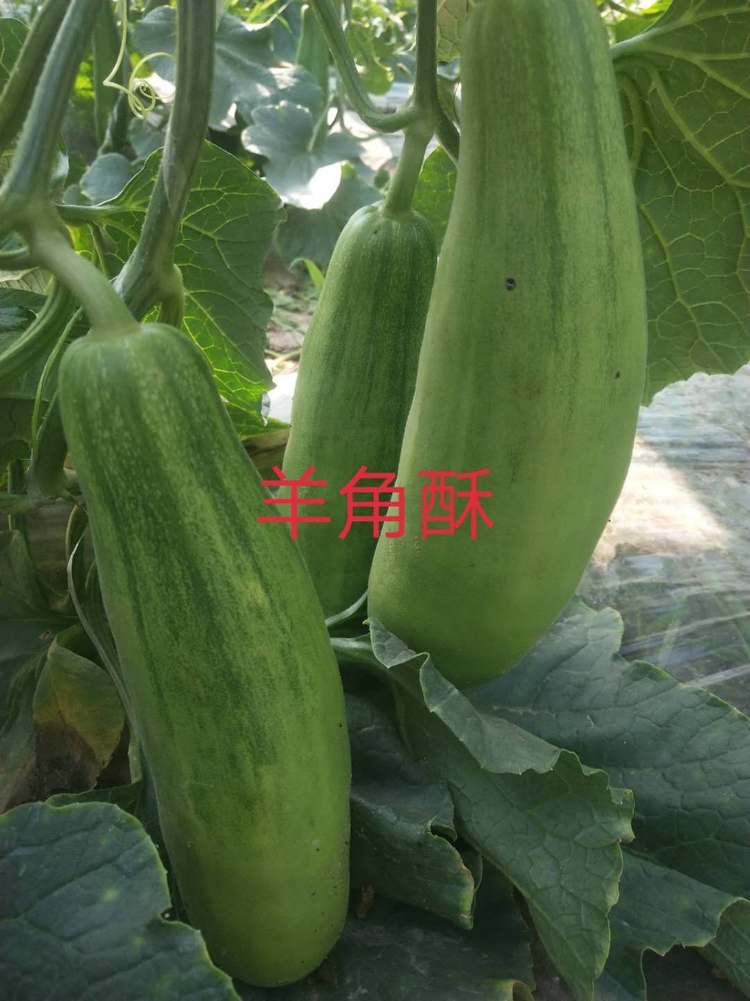  品种多优质的好甜瓜