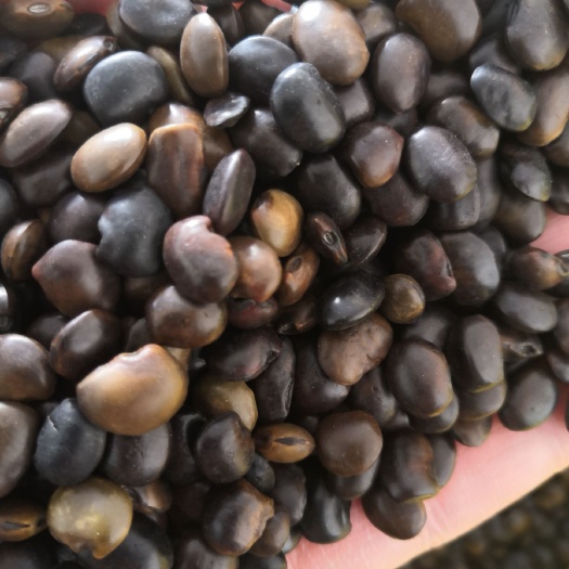 国槐种子 当年新货 发芽率95%以上 量大优惠