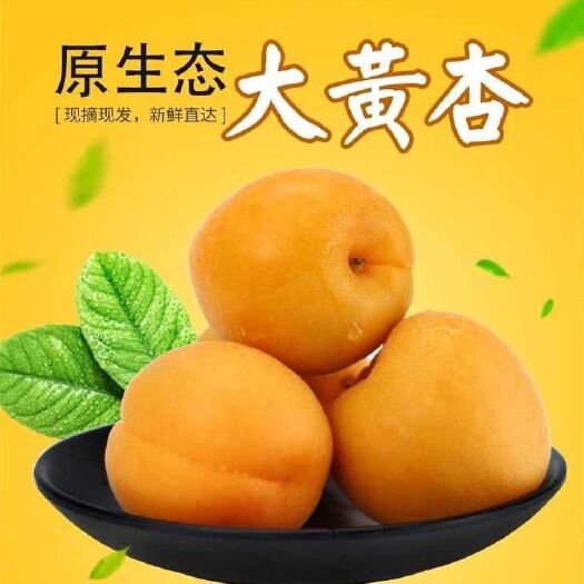 富平县 陕西大黄杏
