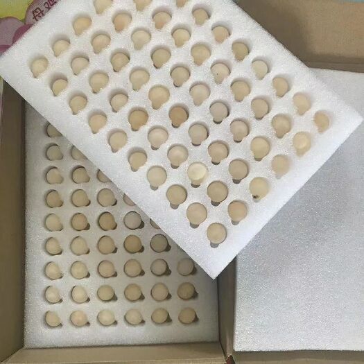 海盐县甲鱼苗。甲鱼蛋 22元甲鱼蛋120个包邮