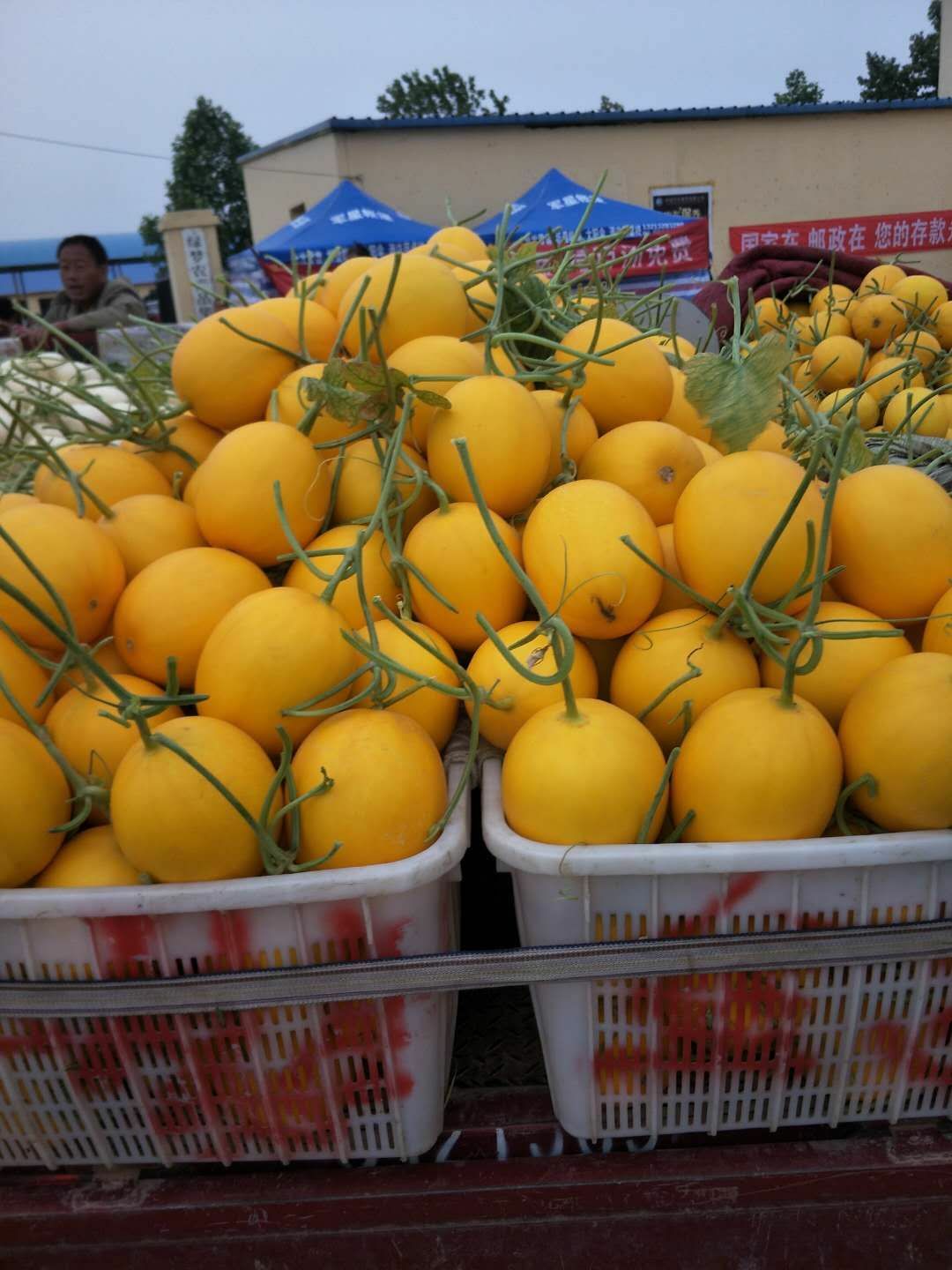  东方蜜甜瓜