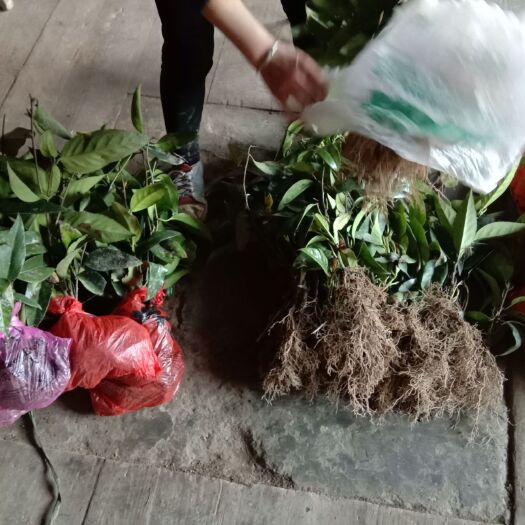 通道县粉红黑老虎苗
