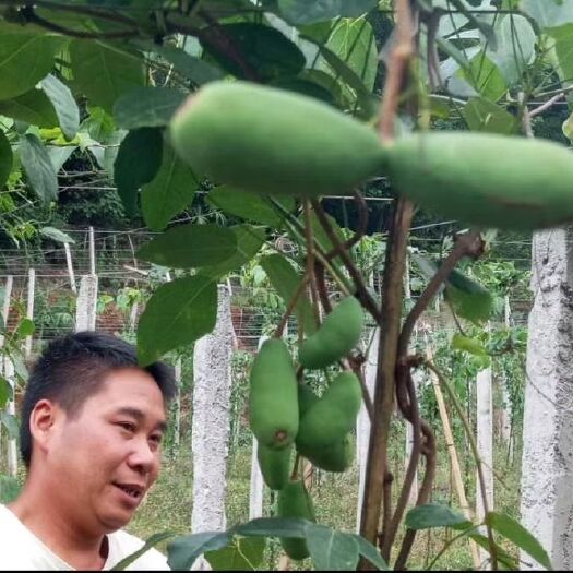 兴义市天紫二号八月瓜 天然绿色  保质保量