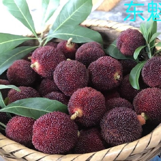 靖州县靖州杨梅 台梅王子安海