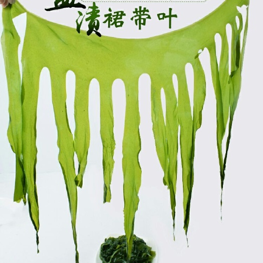 迁安市裙带菜叶凉拌火锅麻辣烫美食日本人长寿的秘诀5斤一箱包邮