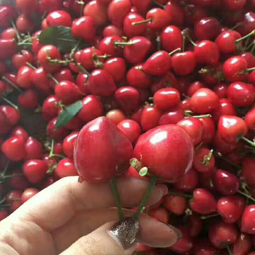 绛县 新鲜大樱桃