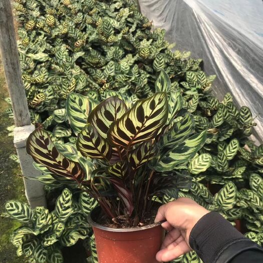 漳平市普通竹芋 孔雀竹芋