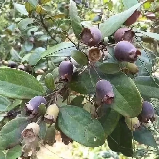 灵山县桃金娘苗 0.5米以下