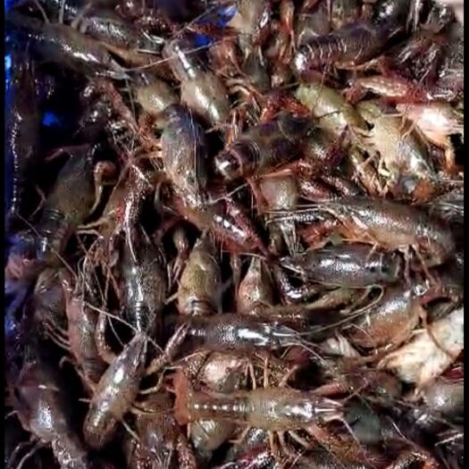 鹰潭 青壳小龙虾