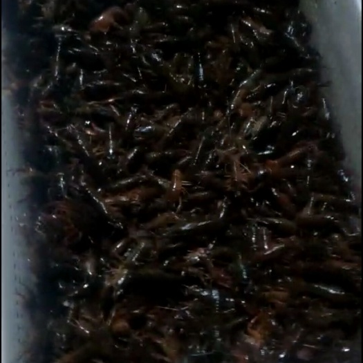 南县 大量供应优质虾苗