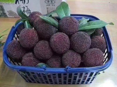 灵山县东魁杨梅树苗