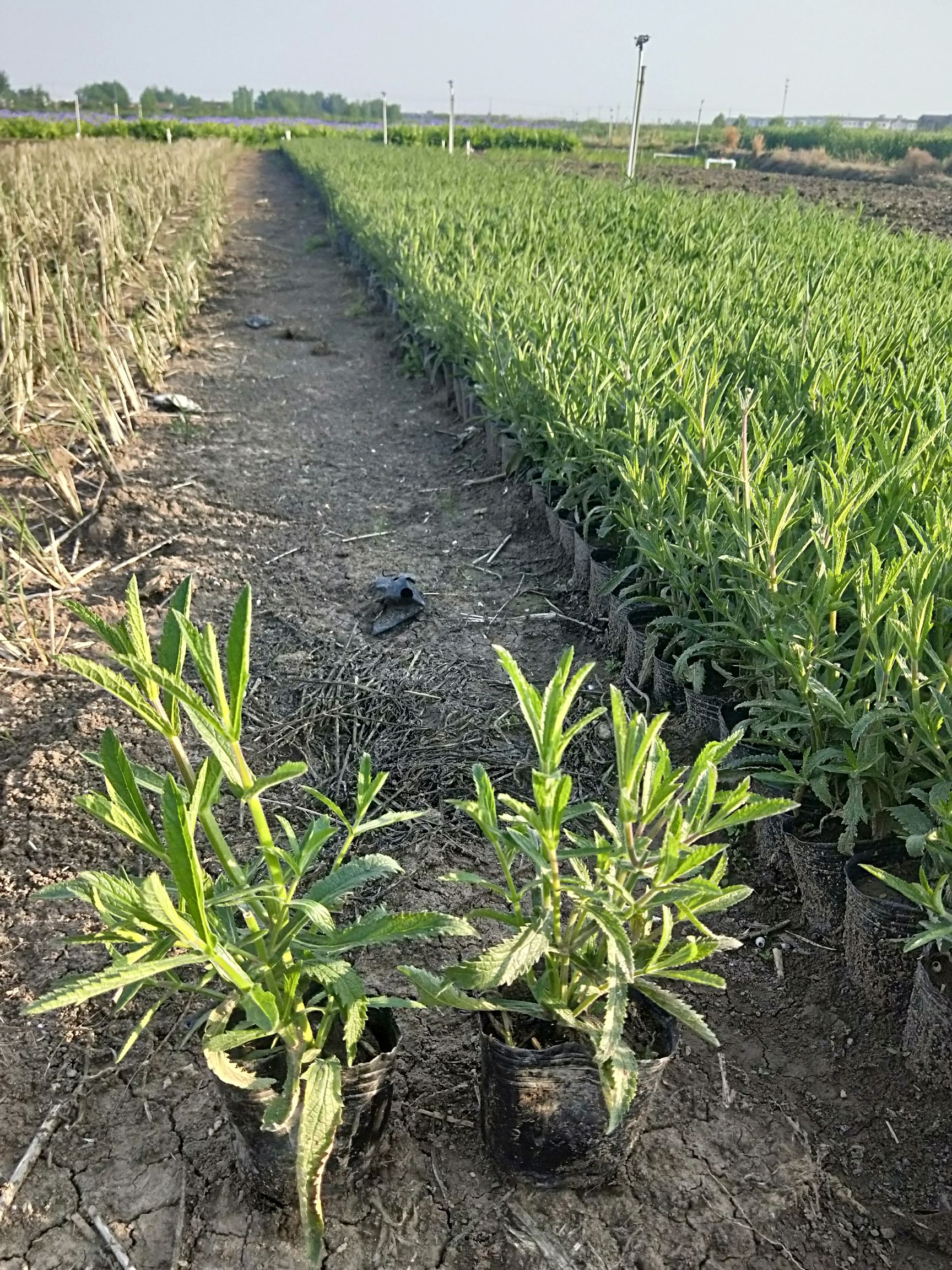 [馬鞭草種子批發]馬鞭草種子 馬鞭草價格0.