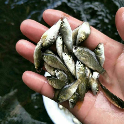 清远 鲫鱼苗，湘云鲫鱼苗