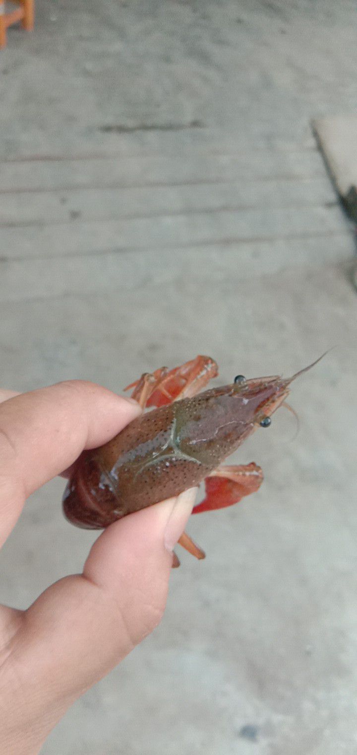 潜江市小龙虾  硬规格234精品虾