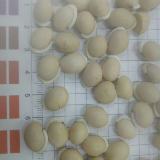 干扁豆 白扁豆 四川好货 选装色选货 6个粒已上无瘪子颜色好