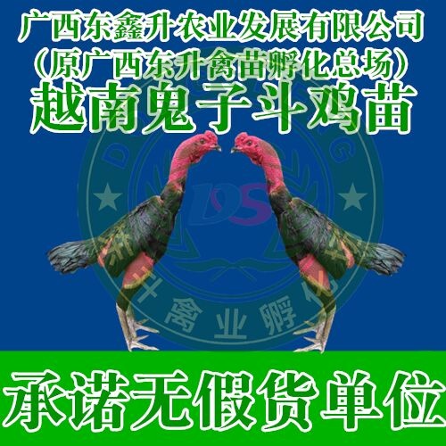 南宁 斗鸡苗——承诺无假货单位