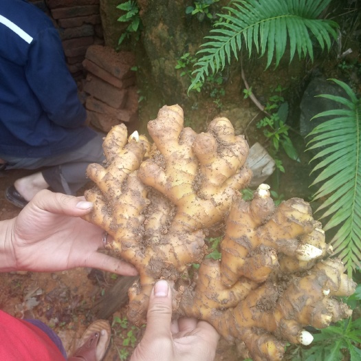 连山县 商品小黄姜，可出口，价钱优惠