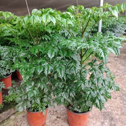 临朐县幸福树盆栽 精品单棵幸福树大量上市了，欢迎老板们订购