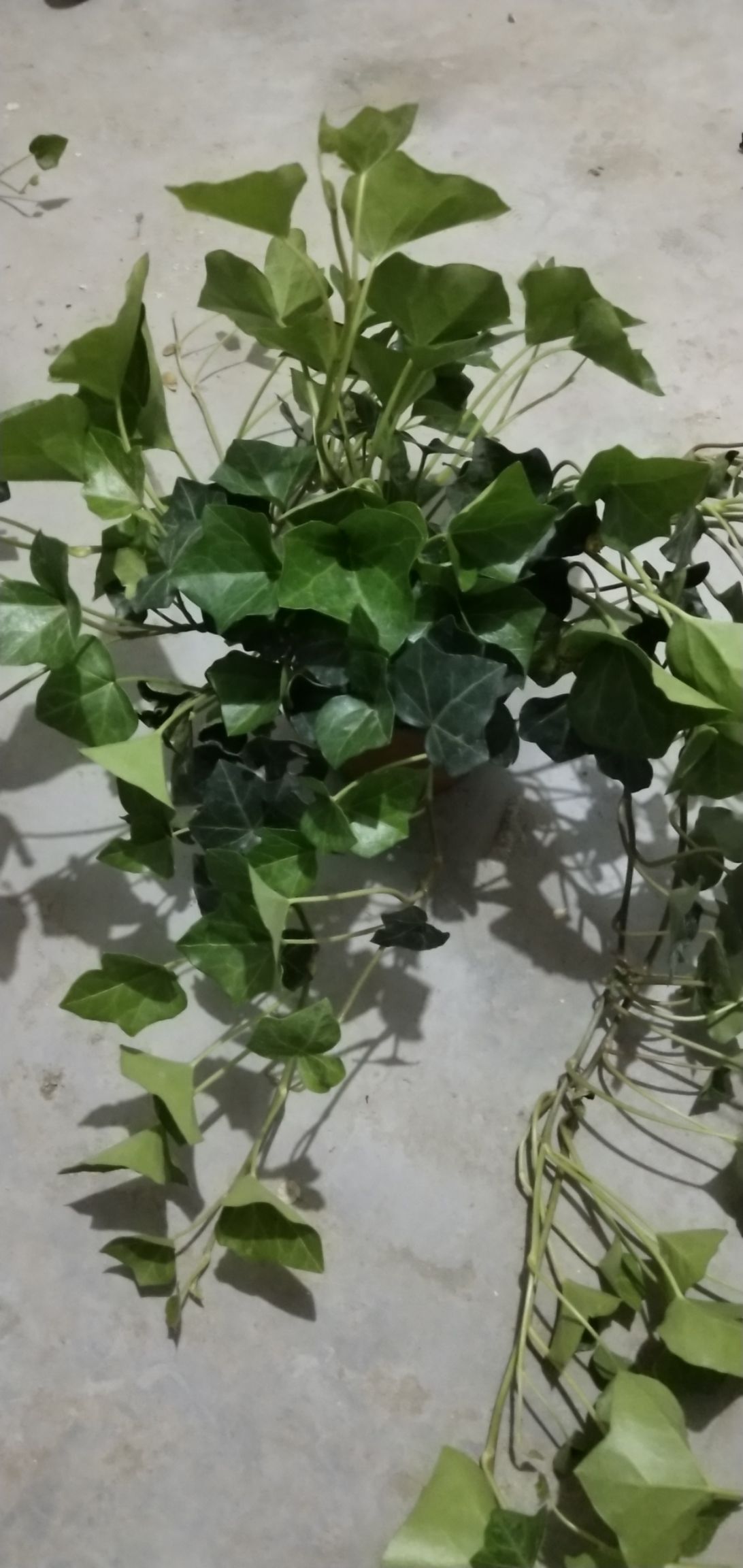 常春藤10个的杯苗，双色盆12的盆栽苗