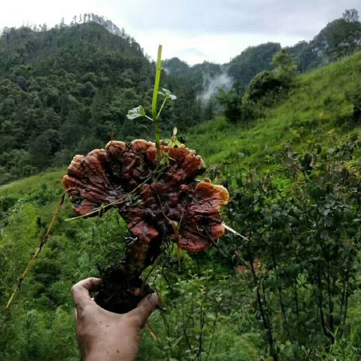 玉龙县 老君山上的千年灵芝