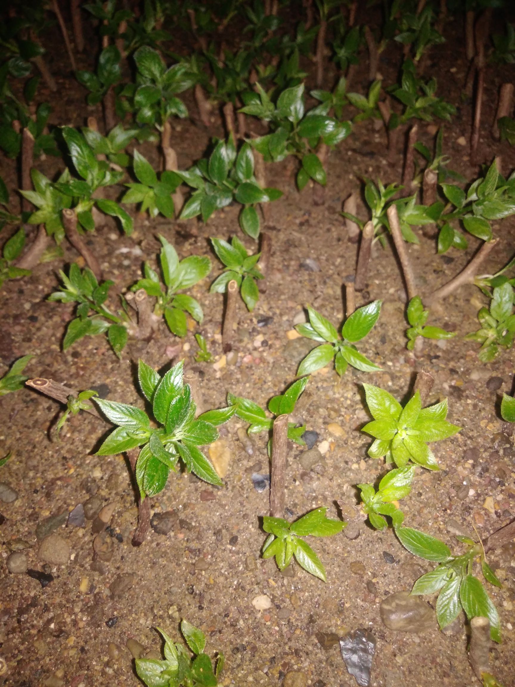 软枣猕猴桃苗 发财果。发财红一年，二年，三年苗，三代发财果火热预定中。