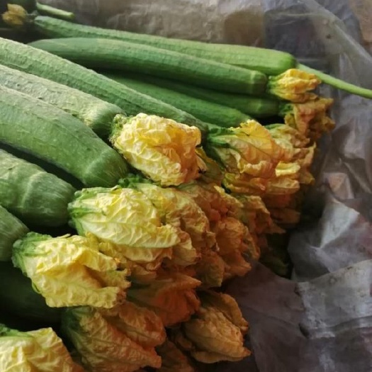 兰陵县 鲜花丝瓜