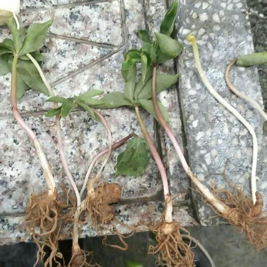 杭州华重楼  种苗