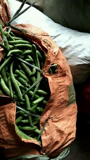 无架四季豆 12cm以上