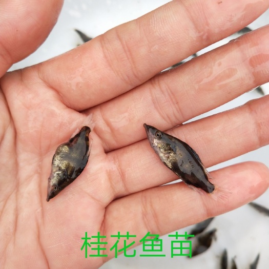 广州翘嘴鳜 优质桂鱼苗批发