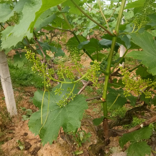 汨罗市 夏黑巨峰巨玫瑰阳光玫瑰户太葡萄生态自然熟不打药