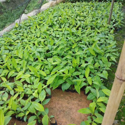 灵山县 皇帝香蕉苗…贡品香蕉，喜欢生产农业种植朋友抓紧时间订购联系我