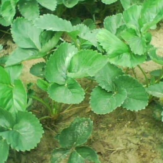 松桃县红颜草莓苗 10~20公分 地栽苗