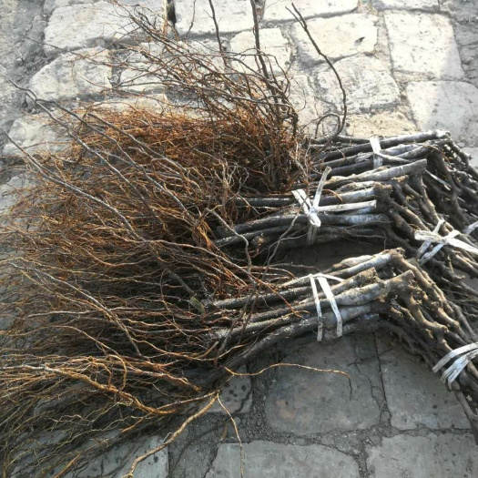 德惠市 茉莉香葡萄苗 着色香葡萄苗