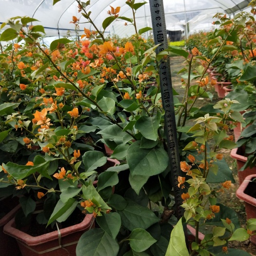 漳州黄花三角梅 物美价廉