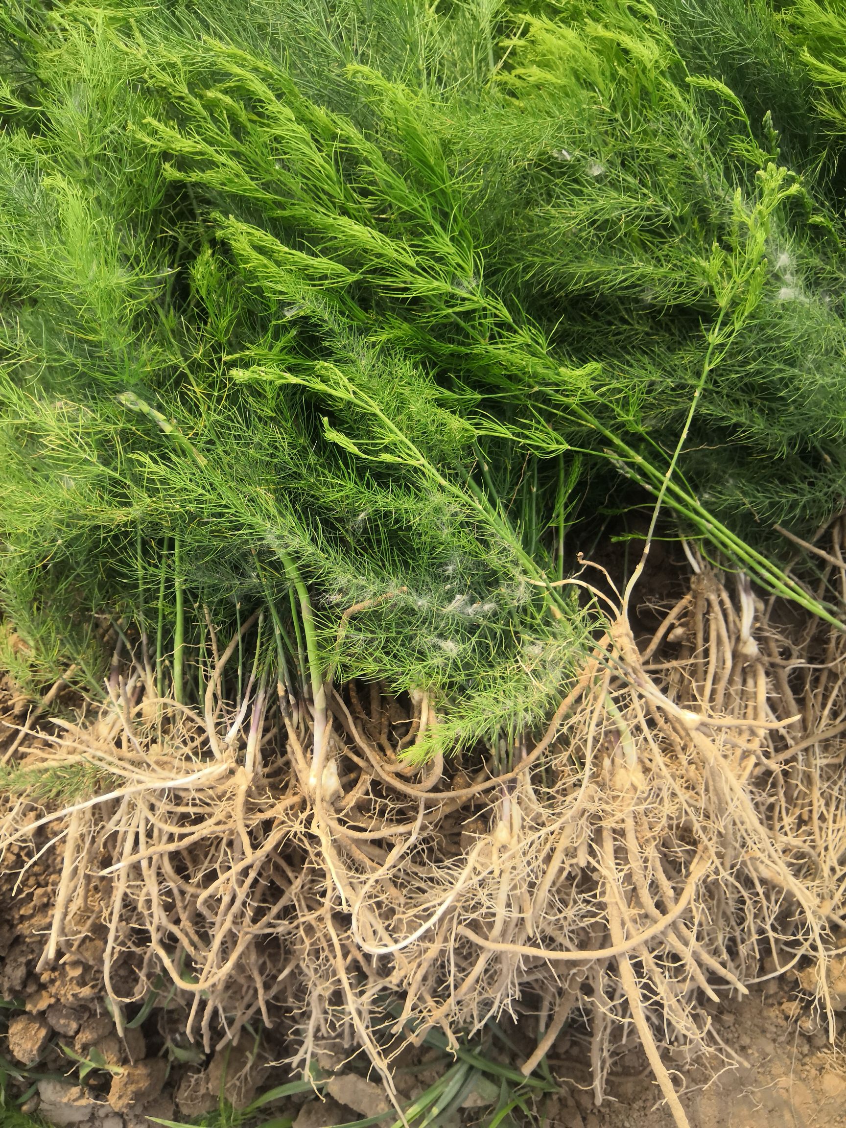 芦笋种苗 芦笋苗  基地现挖芦笋大苗批发