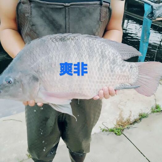 肇庆脆肉罗非鱼  山泉水吊脆肉罗非