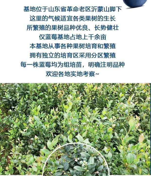 莱克西蓝莓苗 带果发货特大蓝莓树苗南方北方四季盆栽地栽水果家庭庭院阳台种植