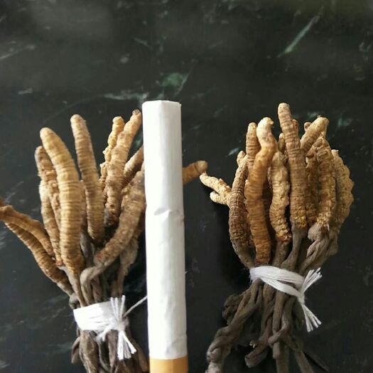 昆明 新鲜藏虫草